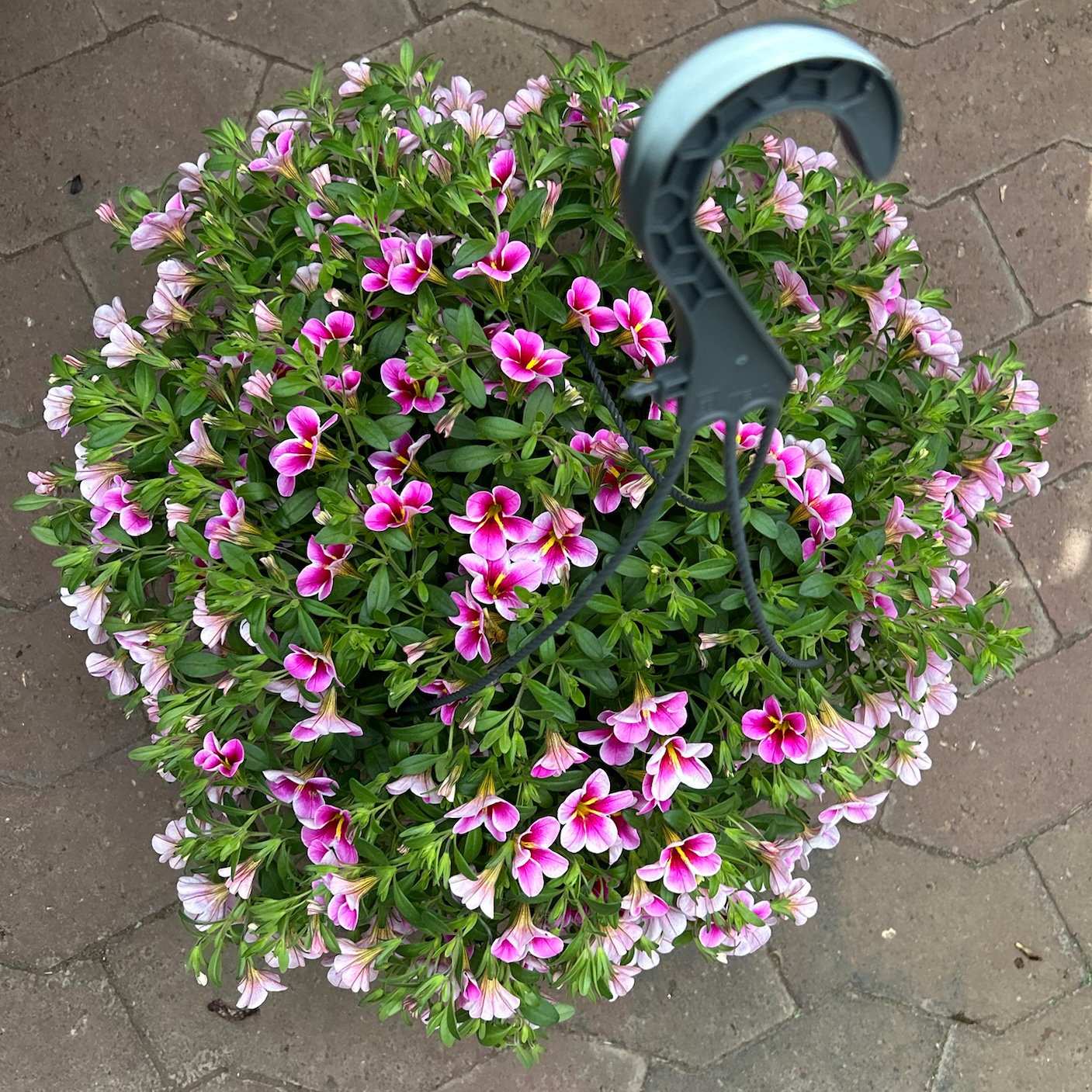 Zauberglöckchen 'Rave Pink Barbados', pink, Ampeltopf-Ø 27 cm Zauberglöckchen 'Rave Pink Barbados', pink, Ampeltopf-Ø 27 cm