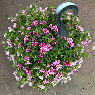 Zauberglöckchen 'Rave Pink Barbados', pink, Ampeltopf-Ø 27 cm Zauberglöckchen 'Rave Pink Barbados', pink, Ampeltopf-Ø 27 cm