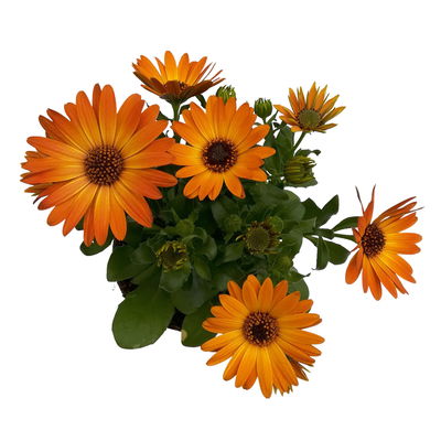 Kapkörbchen orange, Topf-Ø 12 cm, 6er-Set
