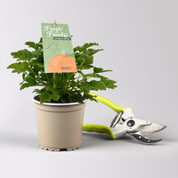 Pflanzenkreation 'No Mosquito', 12 Pflanzen inkl. Erde und Dünger