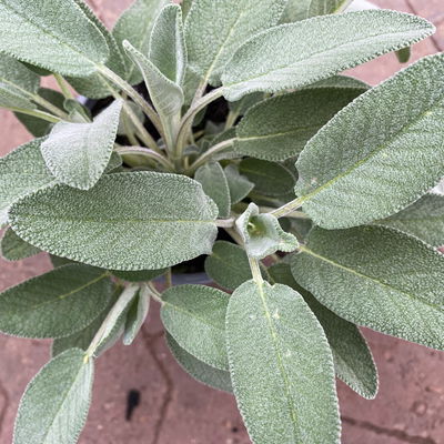 Bio Kräuter-Set 'Pizza & Pasta', 5 Pflanzen, Topf-Ø 12cm Bio Kräuter-Set 'Pizza & Pasta', 5 Pflanzen, Topf-Ø 12cm