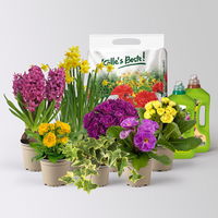 Pflanzenkreation Primelliebe, 7 Pflanzen inkl. Erde & Dünger