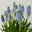 Traubenhyazinthe 'Julia' blau mit weiß, Topf -Ø 15 cm, 3 Pflanzen