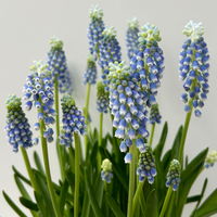 Traubenhyazinthe 'Julia' blau mit weiß, Topf -Ø 15 cm, 3 Pflanzen