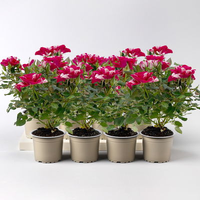 Rose 'Gigi', rot-weiß, Mini, Topf-Ø 7 cm, 8 Pflanzen