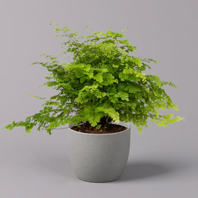 Frauenhaarfarn 'Fritz Lüthi', Topf-Ø 12 cm, Höhe ca. 23 cm, 3 Pflanzen