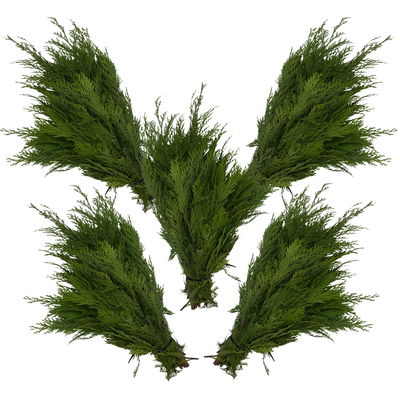 Bio Scheinzypresse im Handbund, ca. 50 cm lang, 5 Bund