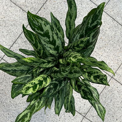 Aglaonema 'Miss Juliette', in Keramiktopf Dallas, Topf-Ø 17 cm, Höhe ca. 55 cm Aglaonema 'Miss Juliette', in Keramiktopf Dallas, Topf-Ø 17 cm, Höhe ca. 55 cm