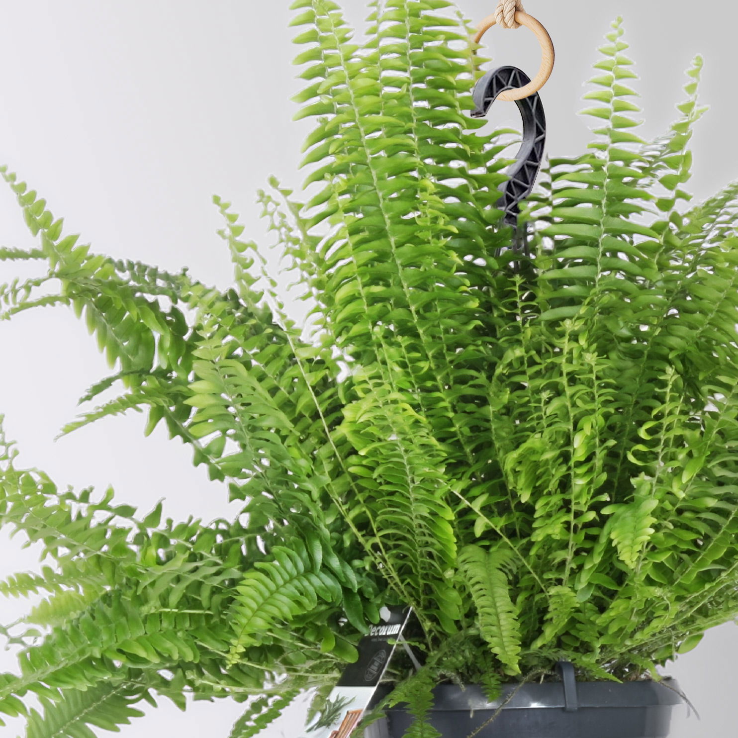 Grünpflanzen-Set Farn-Duo, Hängeampel-Ø 17/18 cm, 2 Pflanzen