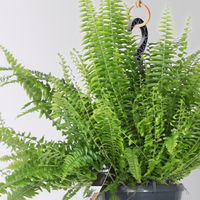 Grünpflanzen-Set Farn-Duo, Hängeampel-Ø 17/18 cm, 2 Pflanzen