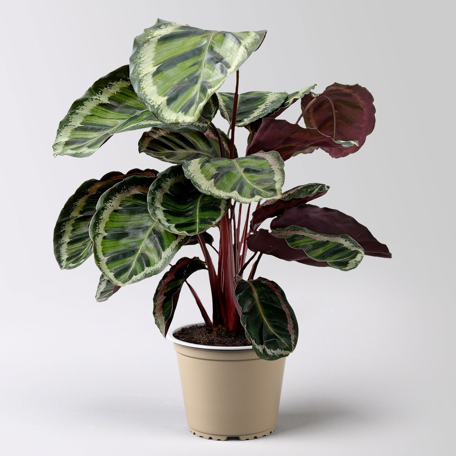 Calathea 'Angela', Topf-Ø 19 cm, Höhe ca. 40-70 cm