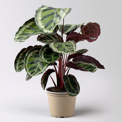 Calathea 'Angela', Topf-Ø 19 cm, Höhe ca. 40-70 cm Calathea 'Angela', Topf-Ø 19 cm, Höhe ca. 40-70 cm