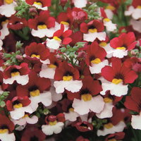 Nemesie, weiß-rot, Topf-Ø 12 cm, 6 Pflanzen