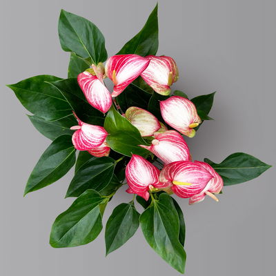 Flamingoblume 'Livium Red' rot-weiß gestreift, Topf-Ø 21 cm