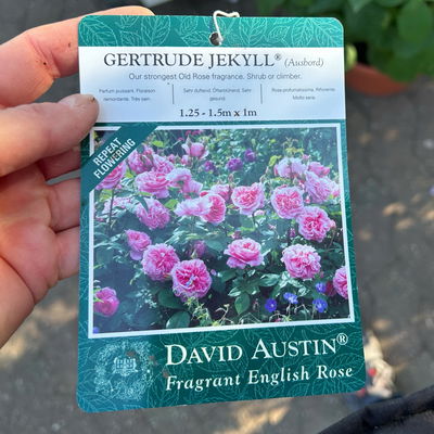 Englische Rose 'Gertrude Jekyll' (Ausbord), rosa, Doppelbogen, Topf 10 Liter Englische Rose 'Gertrude Jekyll' (Ausbord), rosa, Doppelbogen, Topf 10 Liter