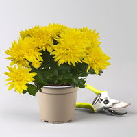 Chrysanthemen 'Chrysanne®Grandezza Yellow', gelb, Topf-Ø 13 cm, 4 Pflanzen