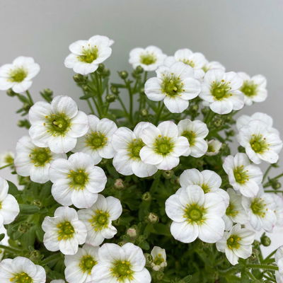 Moossteinbrech, weiß, Topf-Ø 13 cm, 6 Pflanzen Moossteinbrech, weiß, Topf-Ø 13 cm, 6 Pflanzen