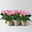 Lisianthus, rosa, Topf-Ø 10,5 cm, 6 Pflanzen
