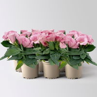 Lisianthus, rosa, Topf-Ø 10,5 cm, 6 Pflanzen