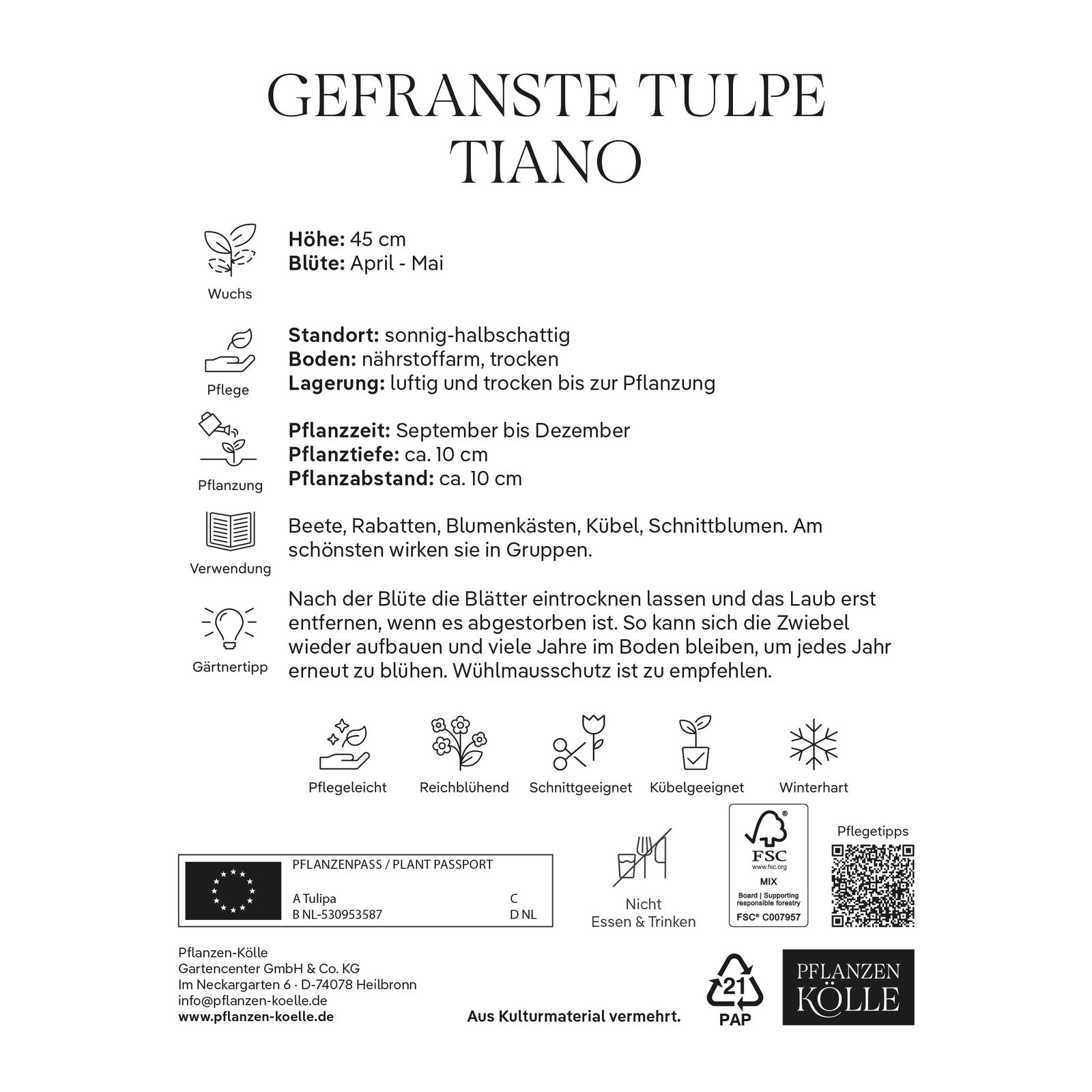 gefranste Tulpen 'Tiano', rot, gelb, Größe 11/12, 7 Blumenzwiebeln