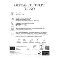 gefranste Tulpen 'Tiano', rot, gelb, Größe 11/12, 7 Blumenzwiebeln