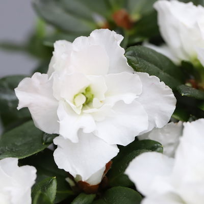 Azalee, 3er-Set, weiss gefüllt, Topf 12 cm Ø