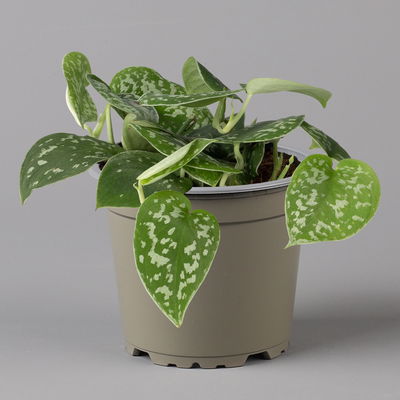 Scindapsus pictus 'Trebie', Topf-Ø 12 cm, Höhe ca. 20 cm, 3er-Set Scindapsus pictus 'Trebie', Topf-Ø 12 cm, Höhe ca. 20 cm, 3er-Set