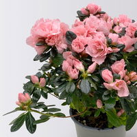 Azalee Hortinno® 'Home rosa', rosa, Topf-Ø 15 cm, Höhe ca. 35 cm