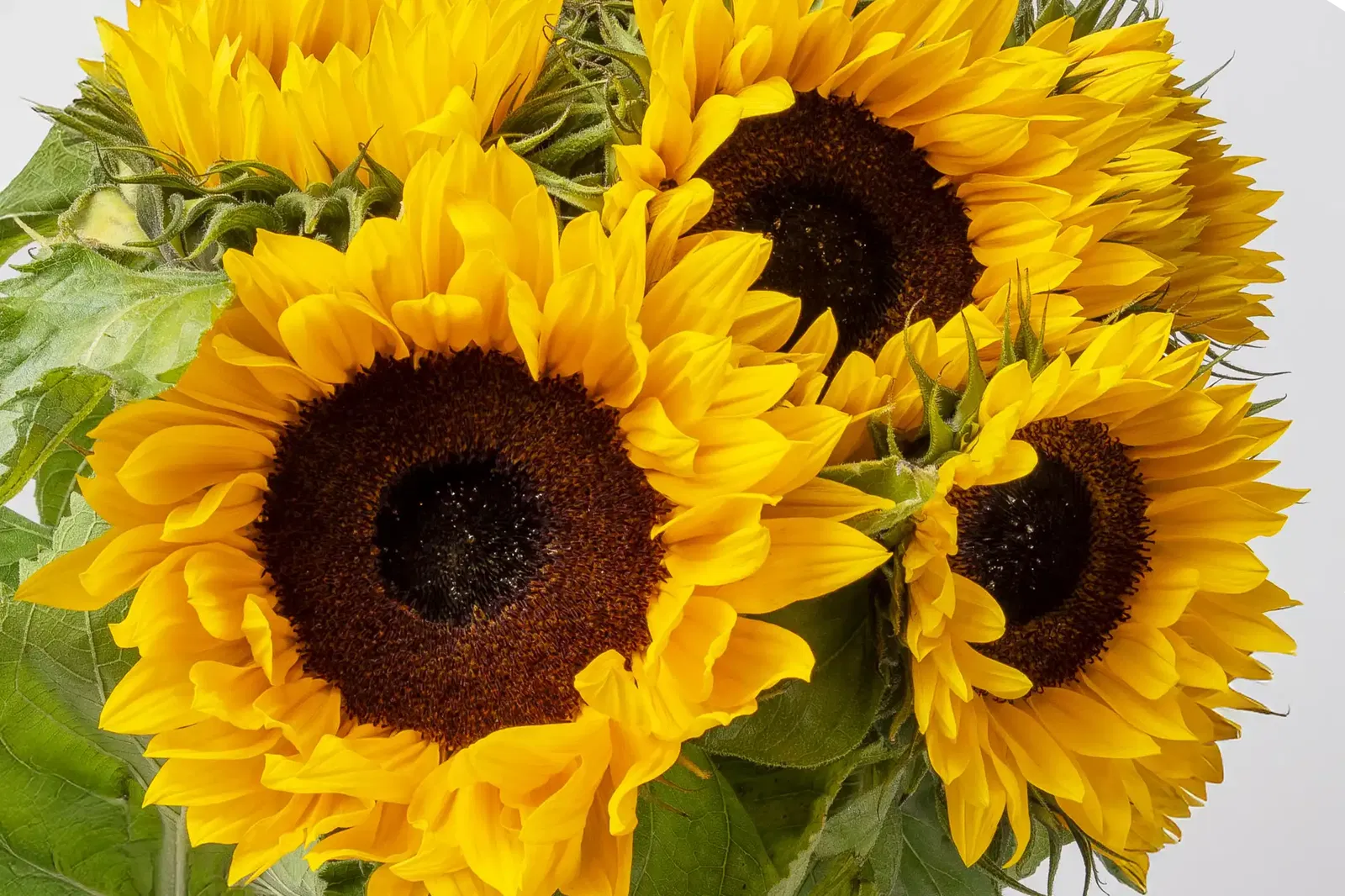 Sonnenblumen