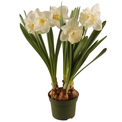 Narzisse 'Pure White' reinweiß, vorgetrieben, Topf-Ø 12 cm, 6 Pflanzen Narzisse 'Pure White' reinweiß, vorgetrieben, Topf-Ø 12 cm, 6 Pflanzen