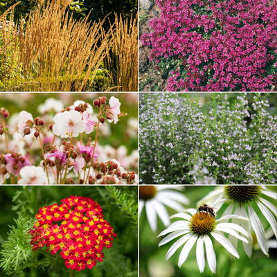 Trockenresistente Stauden Set, 18 Pflanzen für 3 m², bunt