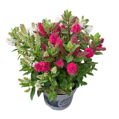 Hebe 'All Blooms® Twin', rot und weiß, Topf-Ø 12 cm, 3 Pflanzen Hebe 'All Blooms® Twin', rot und weiß, Topf-Ø 12 cm, 3 Pflanzen