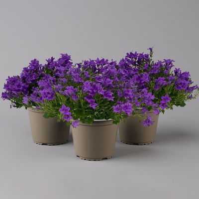 Glockenblume 'Ambella® Purple' lilablau, Topf-Ø 15 cm, 3er-Set Glockenblume 'Ambella® Purple' lilablau, Topf-Ø 15 cm, 3er-Set