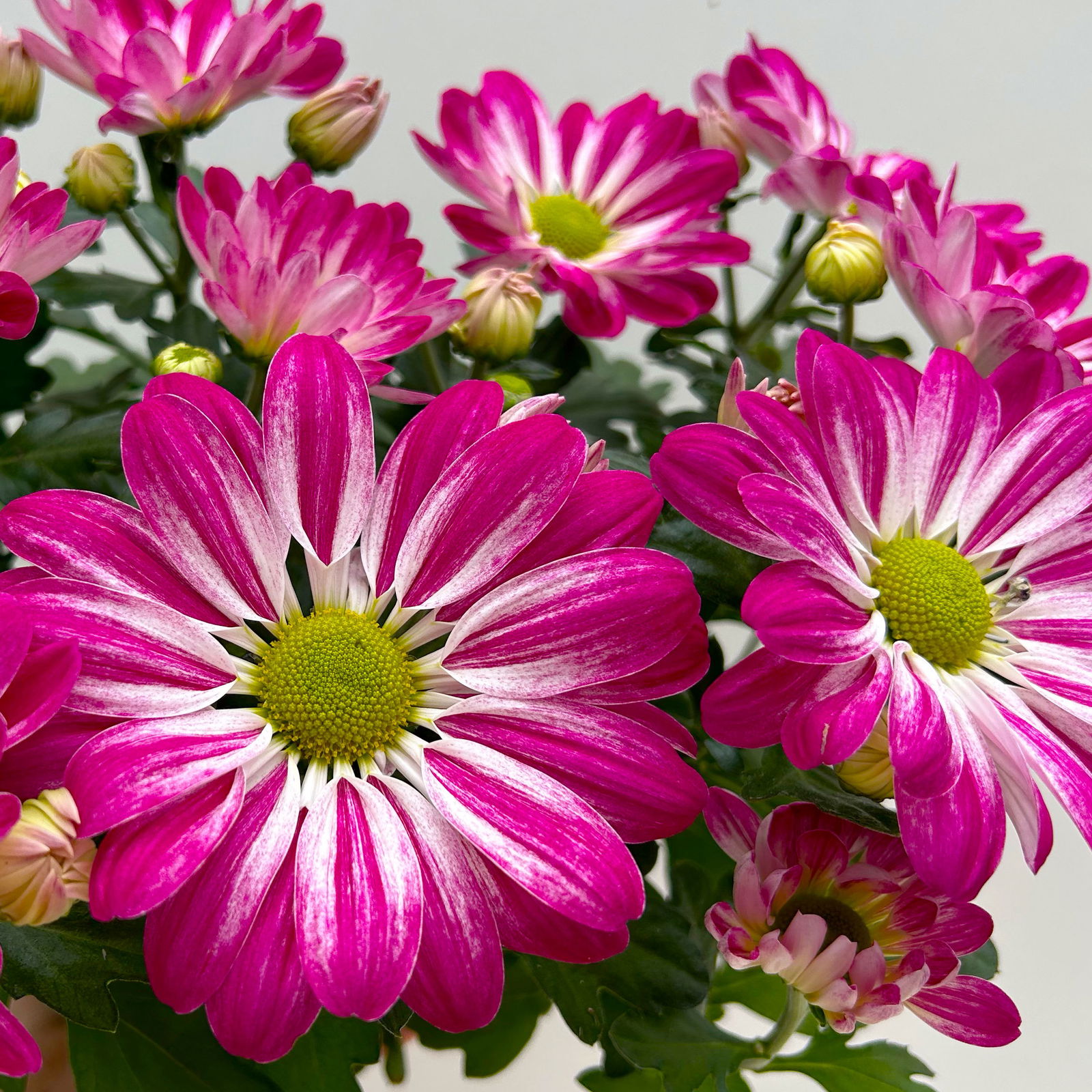 Chrysanthemen 'Rainbow Passion' pink-weiß, Topf-Ø 14 cm, 4 Pflanzen