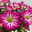 Chrysanthemen 'Rainbow Passion' pink-weiß, Topf-Ø 14 cm, 4 Pflanzen