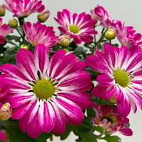 Chrysanthemen 'Rainbow Passion' pink-weiß, Topf-Ø 14 cm, 4 Pflanzen