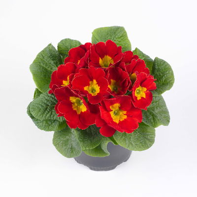 Primel rot, Topf-Ø 10,5 cm, 8 Pflanzen Primel rot, Topf-Ø 10,5 cm, 8 Pflanzen