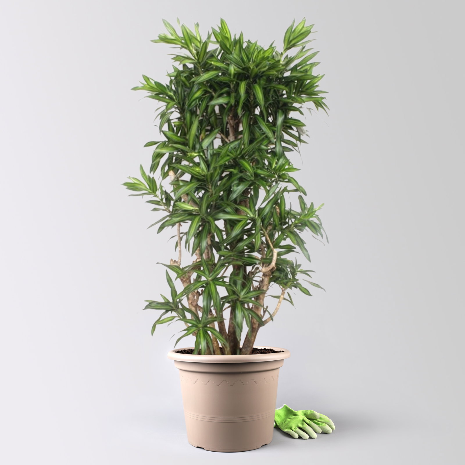 Drachenbaum 'Song of Jamaica', Topf-Ø 40 cm, Höhe ca. 150 cm