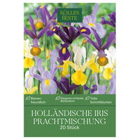 Holländische Iris Prachtmischung, 20 Blumenzwiebeln