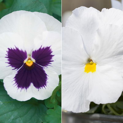 Stiefmütterchen, weiß, Sorte zufällig, Topf-Ø 13 cm, 6 Pflanzen Stiefmütterchen, weiß, Sorte zufällig, Topf-Ø 13 cm, 6 Pflanzen