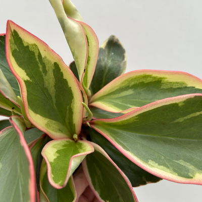 Peperomia 'Ginny', Topf-Ø 12 cm, 2 Pflanzen