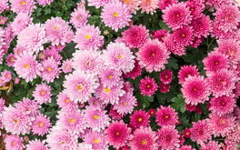 Chrysanthemen  Chrysanthemen