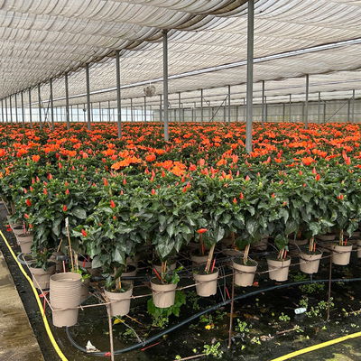 Hibiskus, orange, Stamm, Topf-Ø 17 cm, Höhe ca. 70 cm