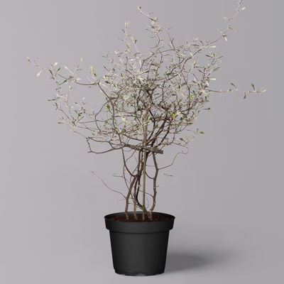 Zickzackstrauch, Topf-Ø 11 cm, Höhe ca. 20 cm, 3er-Set Zickzackstrauch, Topf-Ø 11 cm, Höhe ca. 20 cm, 3er-Set