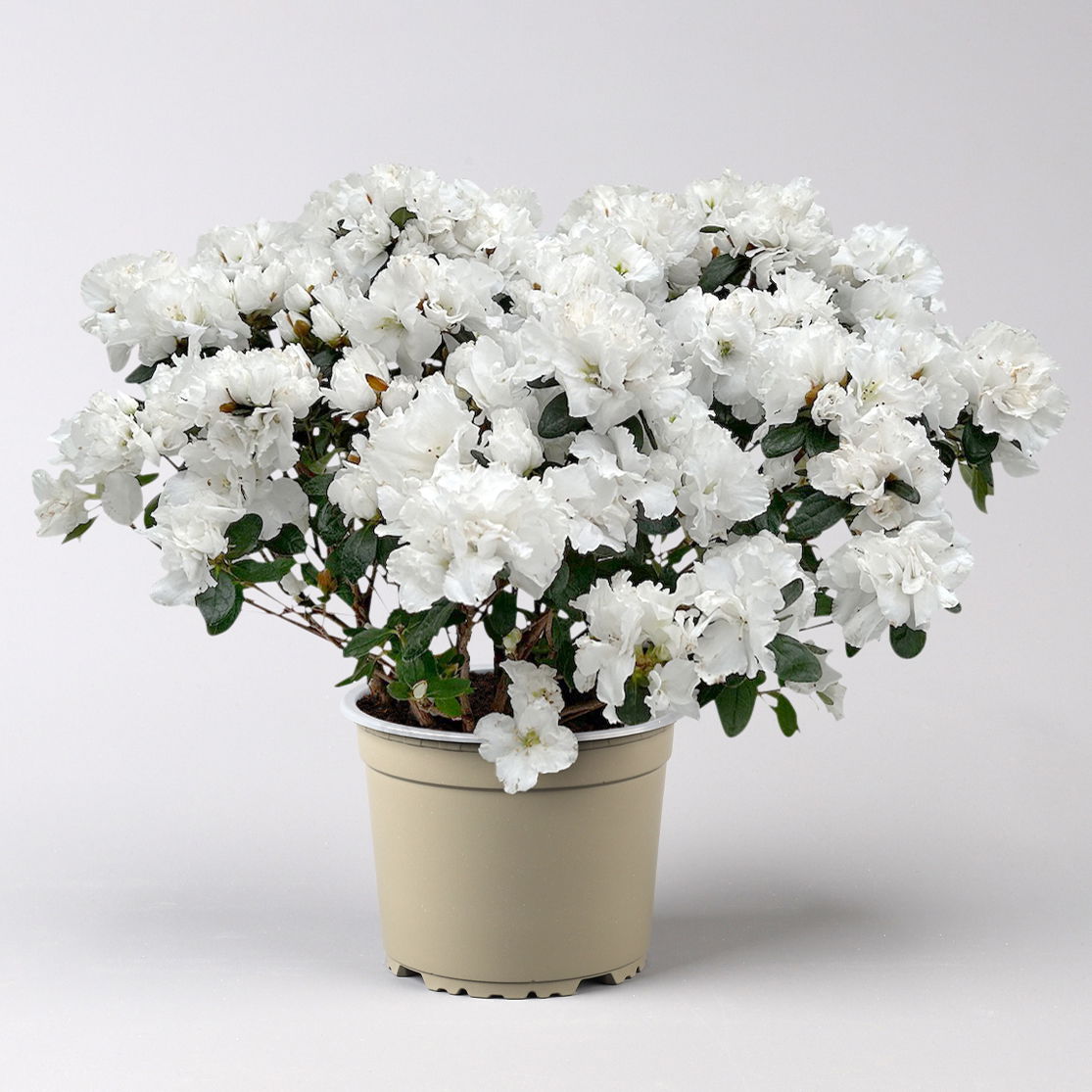 Azalee Hortinno® 'Christine Belli' weiß, Topf-Ø 15 cm