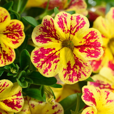 Zauberglöckchen 'Lemon Cherry' rot- gelb, Topf-Ø 13 cm, 6 Pflanzen Zauberglöckchen 'Lemon Cherry' rot- gelb, Topf-Ø 13 cm, 6 Pflanzen