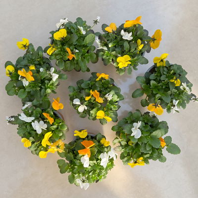 Hornveilchen 'Trio', orange-gelb-weiß, Topf-Ø 10/11 cm, 8 Pflanzen Hornveilchen 'Trio', orange-gelb-weiß, Topf-Ø 10/11 cm, 8 Pflanzen