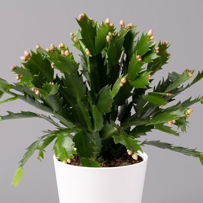 Weihnachtskaktus, orange, mit Übertopf weiß, Topf-Ø 12 cm, 2 Pflanzen