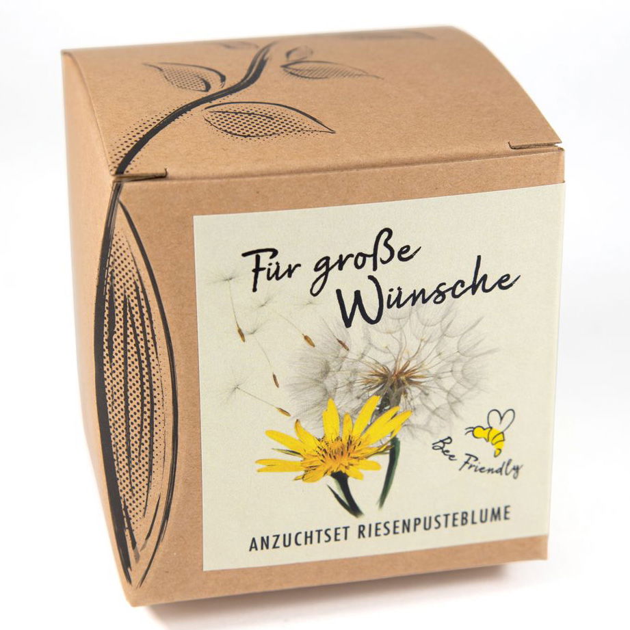 Anzuchtset Riesenpusteblume, gelb