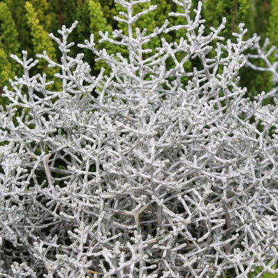 Calocephalus & Mühlenbeckie, Topf-Ø 23 cm Calocephalus & Mühlenbeckie, Topf-Ø 23 cm